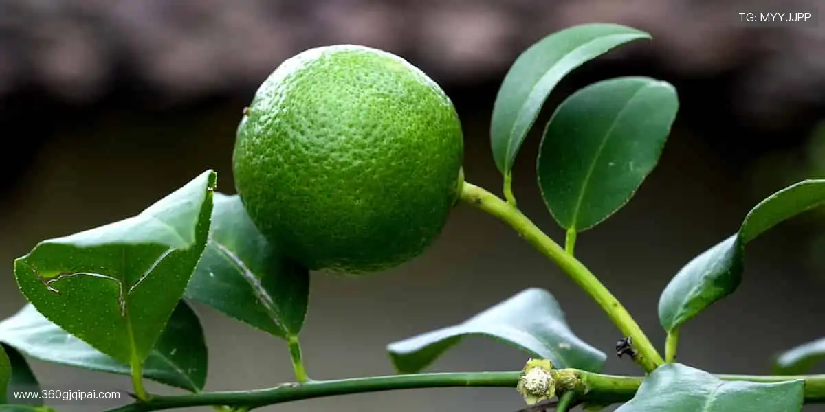 📺超清画质零时差，指尖掌控每一次精彩瞬间！⚽️